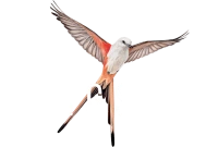 Wingspan logo