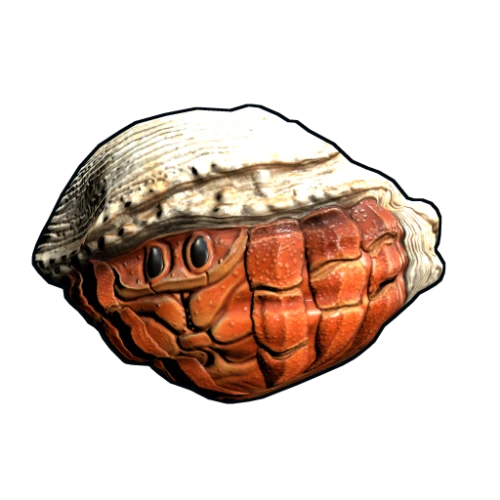 خرید Hermit Crab Rock