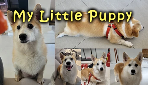 خرید بازی My Little Puppy کامپیوتر