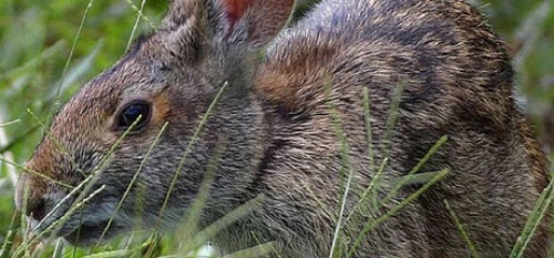 خرید بازی Warhammer 40000 Dawn of War Definitive Edition