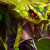 Venomancer